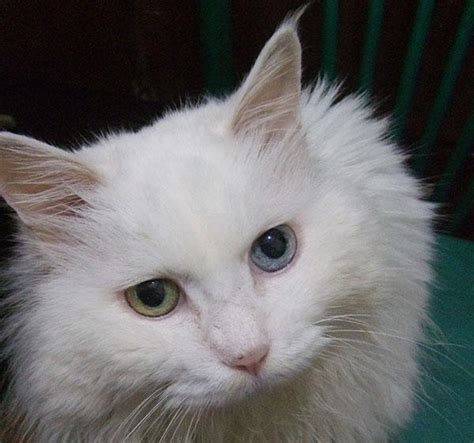 山东临清狮子猫图片