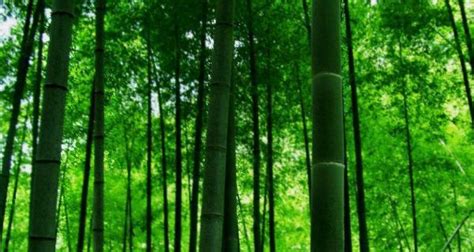 竹子的象征意义（探究竹子在中华文化中的美学与哲学内涵）_花植网
