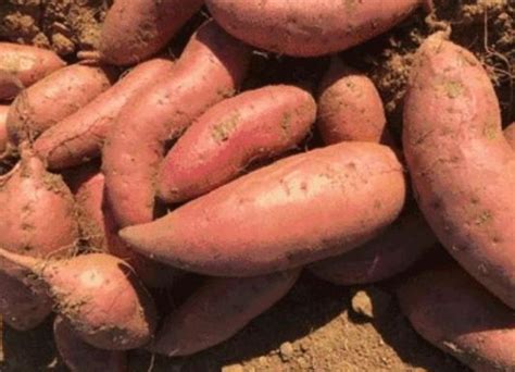 农民种红薯，高产有妙招，农民教你几个种植技巧收获优质高产！