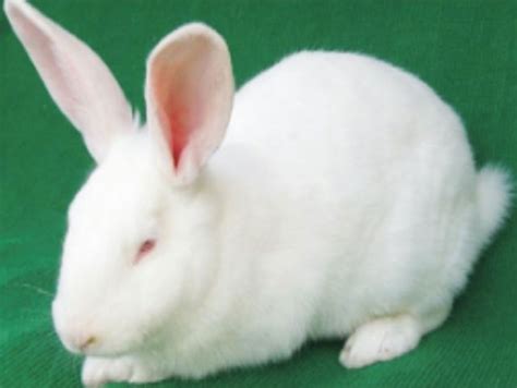 兔子的眼睛是什么颜色的（兔子的种类肤色与生活习性介绍） - 胖萌舍宠物网