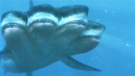 世界10大最厉害的鲨鱼，看起来像恶魔，让人不由得心里一颤__凤凰网