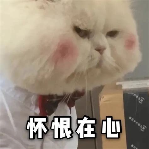 眼巴巴的表情包图片