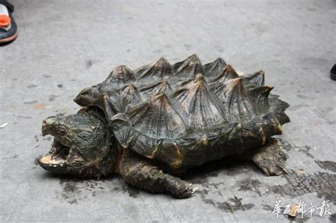 乐山捞出“怪乌龟” 嘴尖牙利背上长刺 - 市州 - 华西都市网新闻频道