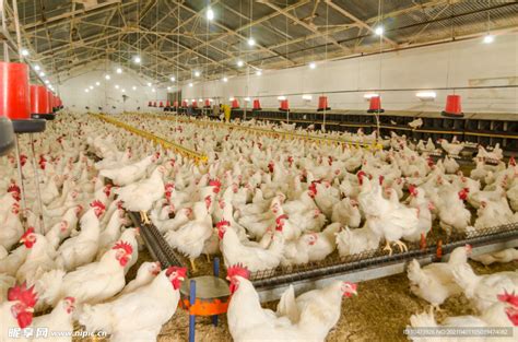 活力发酵床养鸡+发酵豆渣养殖一只鸡多赚5元的大型鸡场_现代生态养鸡技术_生态养殖技术_高效生态养殖技术网