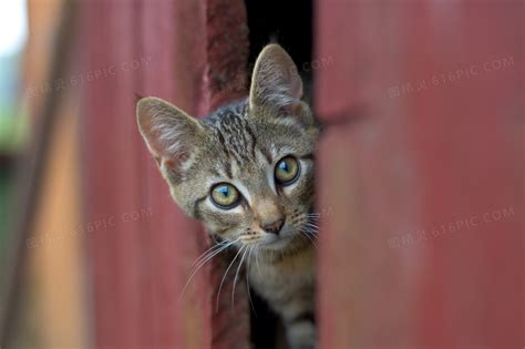 门缝里探出脑袋的猫咪摄影高清jpg图片免费下载_编号18ghxwolv_图精灵
