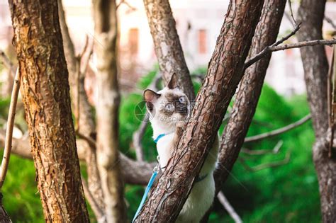 猫爬树猫在树上打猎可爱的猫肖像留在树枝上没有尾巴的纯种短毛猫湄公短尾猫坐在树上动物母鸡在自然条高清图片下载-正版图片504299188-摄图网