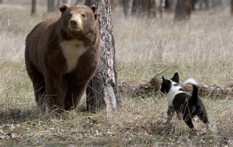 俄罗斯游客抓拍两熊激烈对打 战斗民族的熊果然厉害 | 北晚新视觉