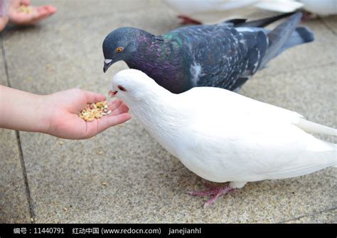 投喂粮食给鸽子高清图片下载_红动中国