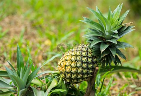 菠萝果农场种植自然生长背景高清图片下载-正版图片304000792-摄图网