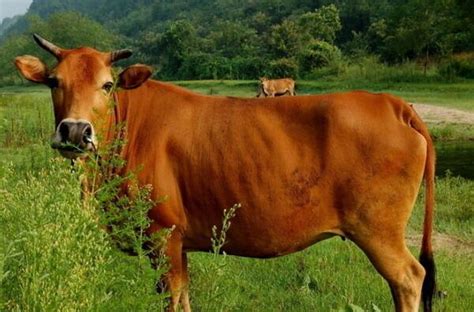 本地小黄牛￥600多斤的小母牛400――500斤牛犊价格 山东济宁-食品商务网