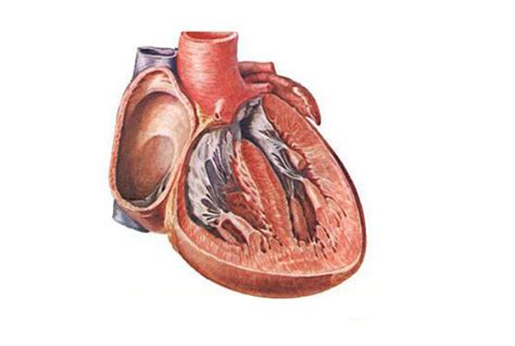 右心房：外形与结构 - 心血管 - 天山医学院