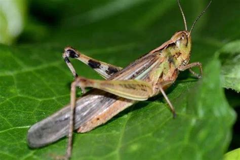 蝗虫呼吸的器官是什么？附蝗虫的呼吸和取食方式 - 农敢网
