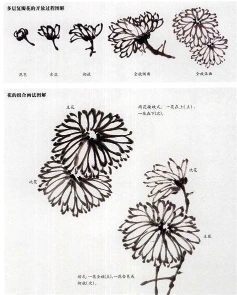 中国画——菊花的绘画技巧教程学习