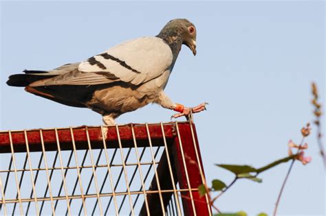鸽子孵蛋需要多少天（不同鸽子的孵蛋时间一览） - 胖萌舍宠物网