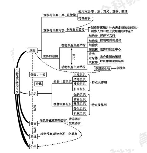 中考生物知识清单：生物体的结构层次总览_北京新东方学校