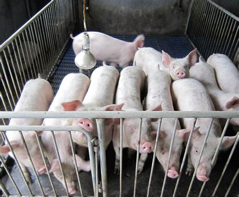 生猪简介 生猪免疫接种 生猪产业特点-就要加盟网