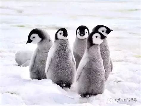 “王企鹅”物种指南 - 知乎