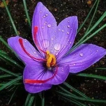 世界上最罕见的花,上罕见的花,七大罕见花_大山谷图库