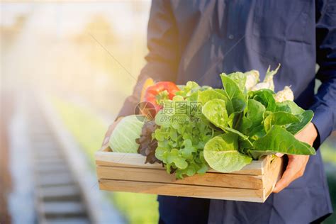 在水栽培农场业种植健康食品和商业概念的篮子中捡起新鲜有机蔬菜花园高清图片下载-正版图片307154430-摄图网