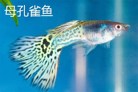 孔雀鱼公母分辨图图片