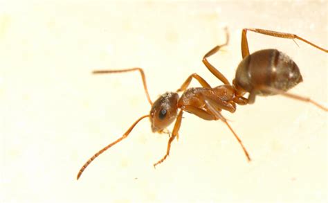 白蚁蚂蚁一起飞，你能准确分辨否？无锡洛社卫生材料厂