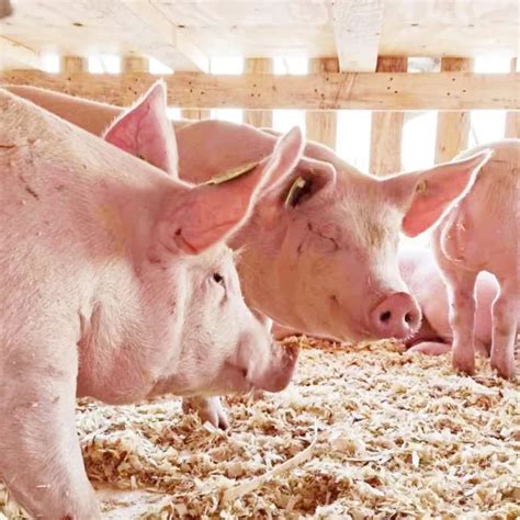 种猪繁育基地_种猪养殖繁育 | 上海中新农业有限公司官网