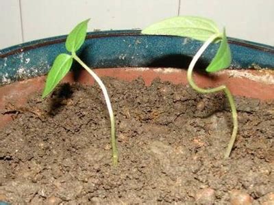 你知道绿豆是怎么长出来的吗【图解绿豆的生长过程】_爱花网