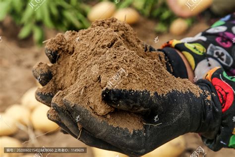 沙土种植土豆,蔬菜水果,食品餐饮,摄影素材,汇图网www.huitu.com
