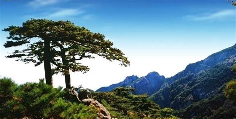 迎客松图片