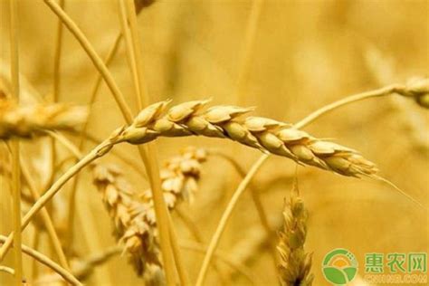 小麦收购价多少钱一斤？2019年小麦价格最新行情预测 - 惠农网