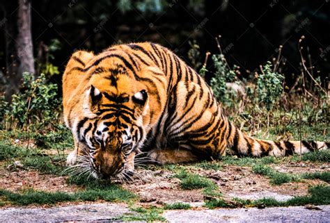 野兽猛兽老虎动物凶猛摄影图配图高清摄影大图-千库网