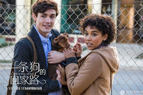 《一条狗的回家路》曝中国风海报 首映获好评被赞“适合全人类”-资讯-光线易视