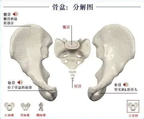 坐骨棘位置示意图图片