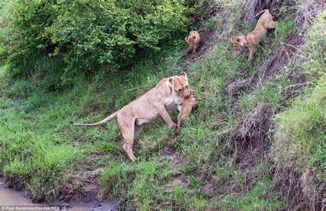 5只小狮子在母亲谆谆善诱之下克服挑战 - 神秘的地球 科学|自然|地理|探索