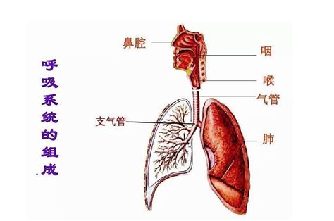 呼吸系统图图片