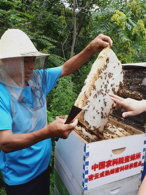 [经济日报]蜂产业要生产“成熟蜜”