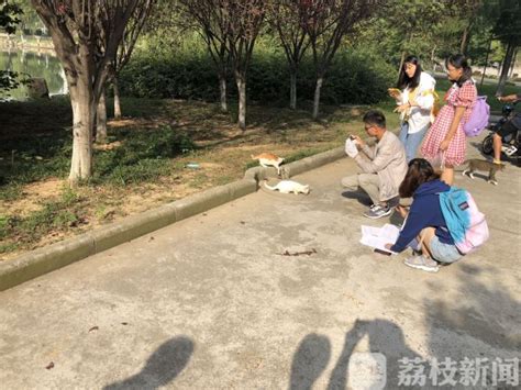 上海一网红流浪猫被虐杀？警方回应_凤凰网