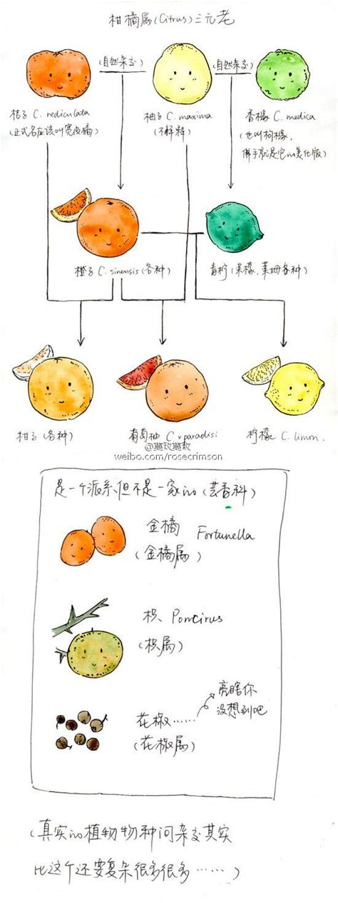 你知道橘子、橙子、柚子之间的关系吗？他们竟然还是亲戚？_腾讯视频}