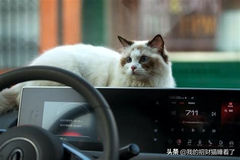 白猫名字大全可爱中文,白猫名字大全可爱中文_2345实用查询