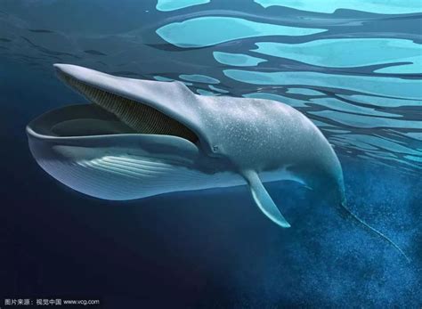 地球上最大的海洋生物排行榜, 蓝鲸仅排在第二