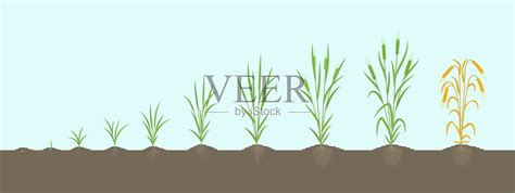 大麦生长阶段。多茎。大麦芽。收获过程。植物成熟期发育。向量图表说明。插画图片素材_ID:411111934-Veer图库