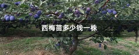 农村种什么果树赚钱-致富经-中国花木网