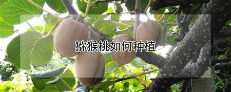猕猴桃高效栽培技术要点，具体怎样种植 - 农敢网