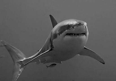 动物园大亨2噬人鲨mod下载-鱼mod下载_3DM单机