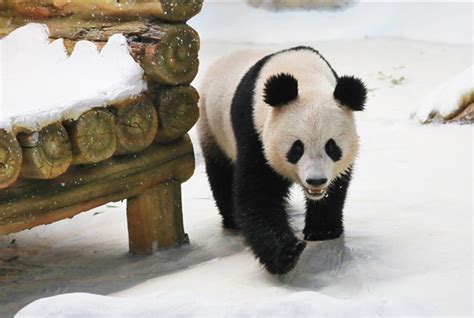 10只大熊猫落户南京紫清湖 其中6只是“海归”-荔枝网图片