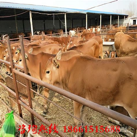 忻州肉牛交易市场 忻州肉牛交易市场-食品商务网