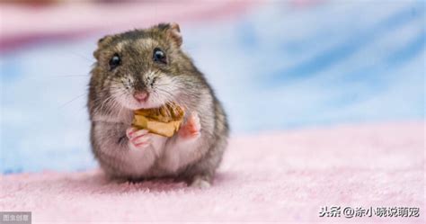 仓鼠吃什么东西最健康（仓鼠的食物搭配与选择） - 胖萌舍宠物网