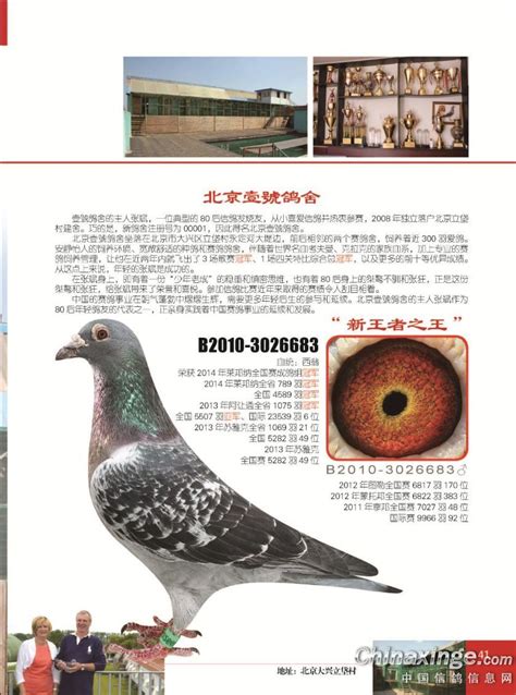 新鸽舍图片-中国信鸽信息网相册