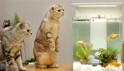 猫和鱼图片素材-正版创意图片401358147-摄图网