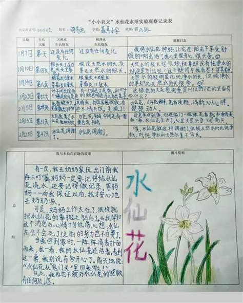 三年级的水仙花记录卡,水仙花简单,植物记录卡水仙花(第2页)_大山谷图库